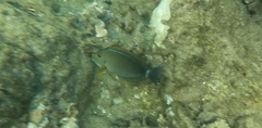 Acanthurus
