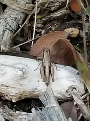 Phaedrotettix