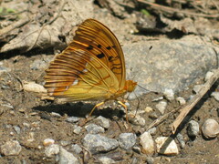 Argynnis laodice