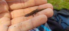Sphaerodactylus homolepis