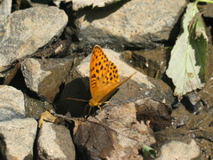 Argynnis laodice