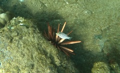 Canthigaster jactator