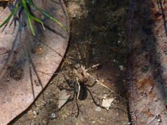 Protolophus