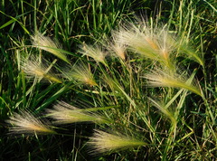 Hordeum jubatum