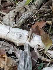 Phaedrotettix