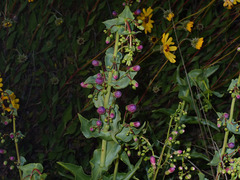 Penstemon spectabilis
