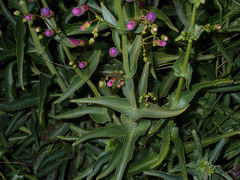 Penstemon spectabilis