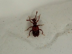 Brachygluta abdominalis