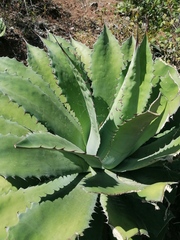 Agave seemanniana