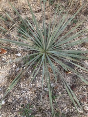 Yucca necopina