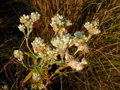 Pseudognaphalium biolettii