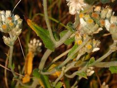 Pseudognaphalium biolettii