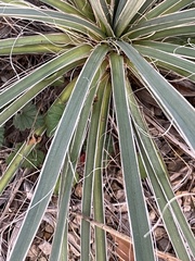 Yucca necopina