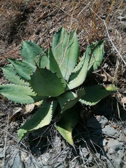 Agave seemanniana