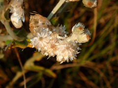 Pseudognaphalium biolettii