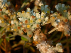 Pseudognaphalium biolettii