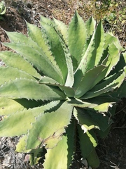 Agave seemanniana