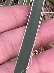 Yucca necopina