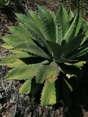 Agave seemanniana