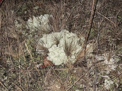 Cladonia rangiferina