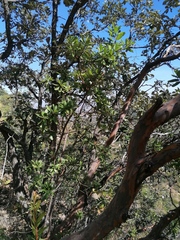 Arbutus xalapensis
