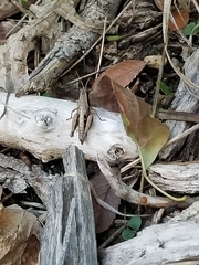 Phaedrotettix