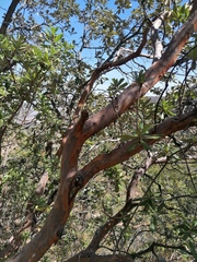 Arbutus xalapensis