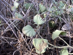 Malvella leprosa