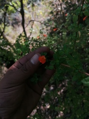 Clinopodium mexicanum