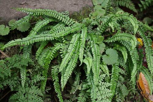 Asplenium monanthes image