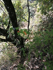 Clinopodium mexicanum