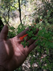 Clinopodium mexicanum