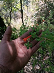 Clinopodium mexicanum