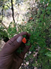 Clinopodium mexicanum