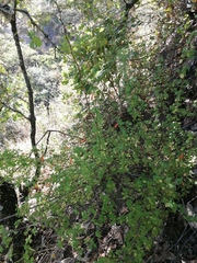 Clinopodium mexicanum