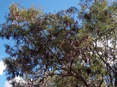 Leucaena diversifolia