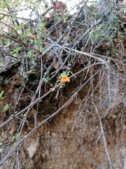 Clinopodium mexicanum