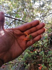 Clinopodium mexicanum