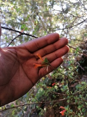Clinopodium mexicanum