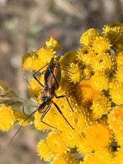 Gminatus