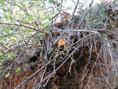 Clinopodium mexicanum
