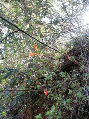 Clinopodium mexicanum