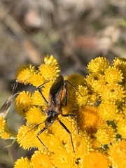 Gminatus