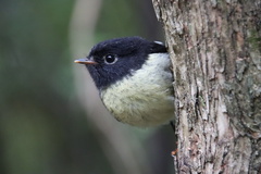 Petroica macrocephala macrocephala
