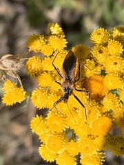 Gminatus