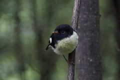 Petroica macrocephala macrocephala