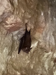 Peropteryx macrotis