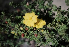 Hibbertia circumdans