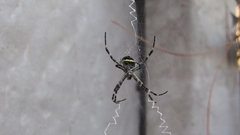 Argiope argentata