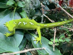 Naultinus